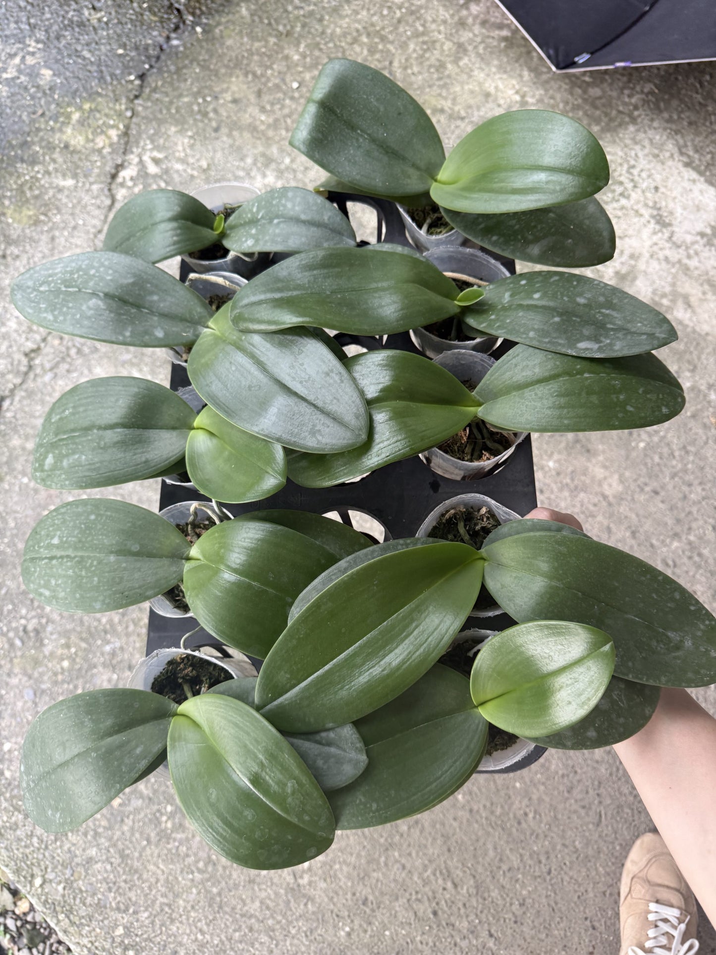 Phal. Bernice Maskin