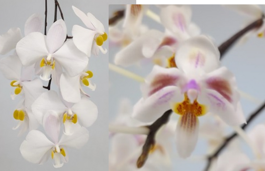 Phal. philippinenesis x Phal. celebensis