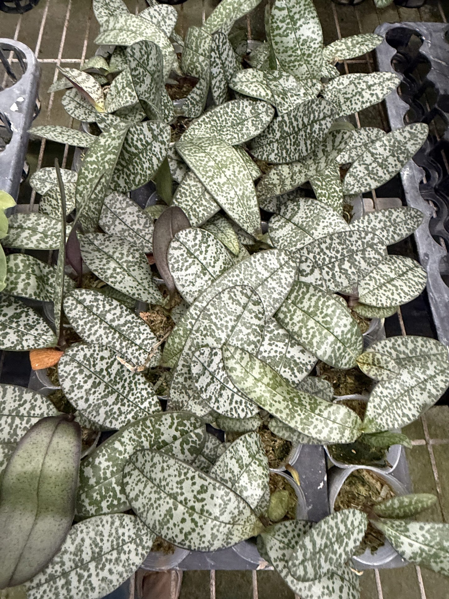 Phal. philippinenesis x Phal. celebensis