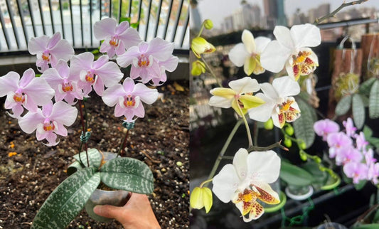 Phal. schilleriana х Phal. stuartiana