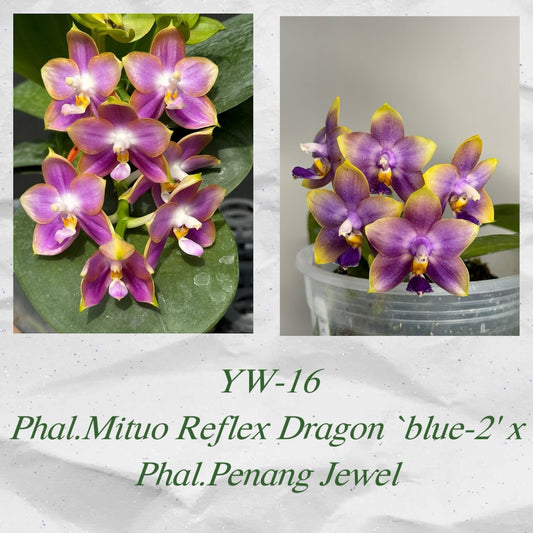 YW-16 Phal. Mituo Reflex Dragon ‘ Blue-2’ x Phal. Penang Jewel