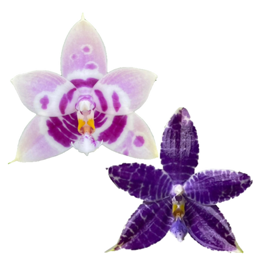 Phal. LL Blue Magpie x Phal. Lioulin Blue Parrot