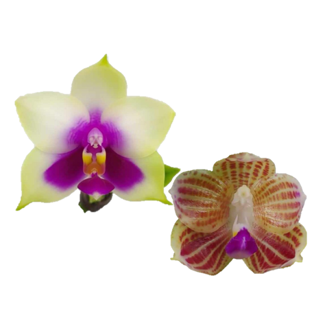 Phal. bellina x Phal. javanica