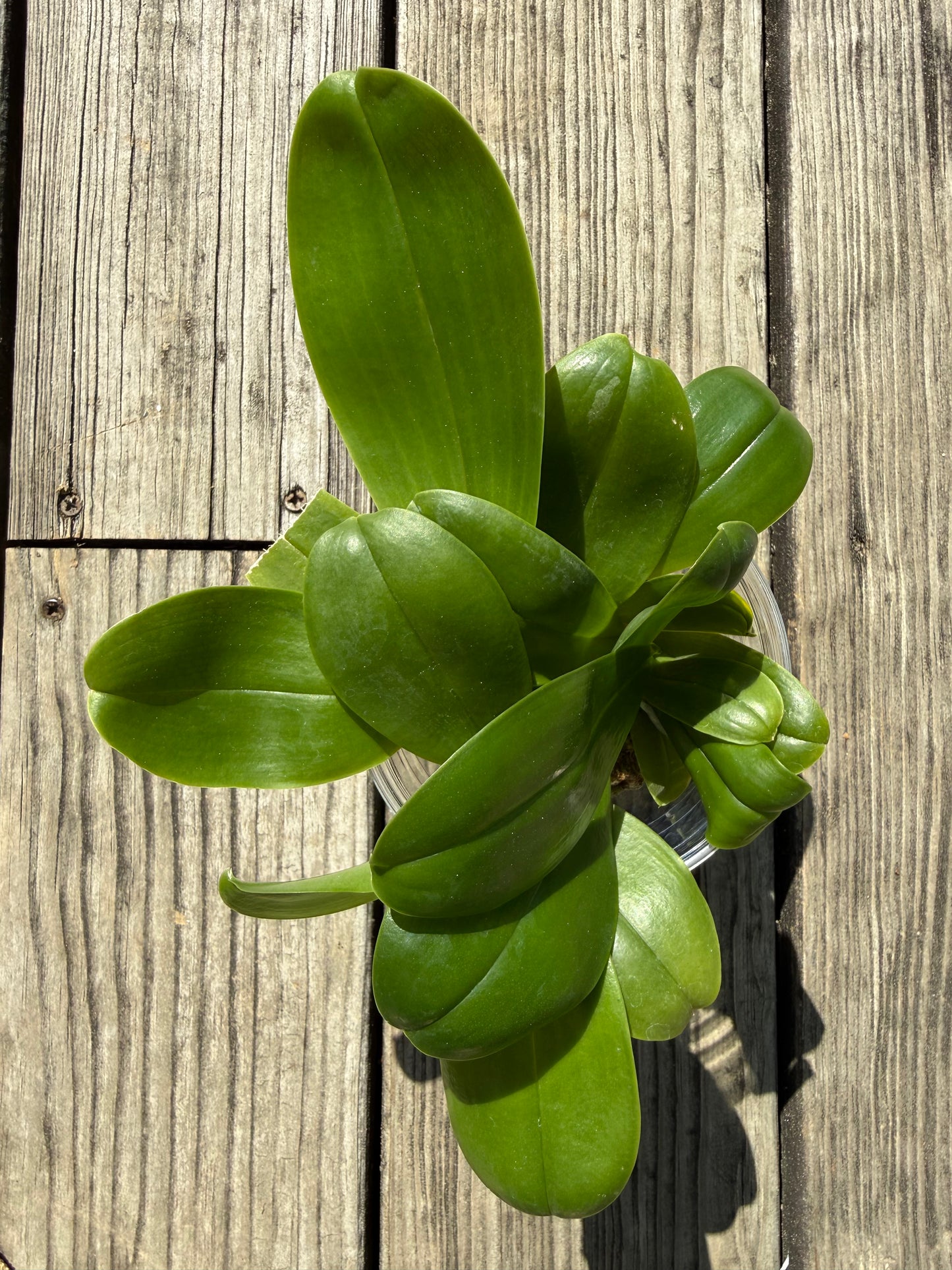 Compot QA055 - Phal. Mituo Princess 'MO-479' x Phal. Mainshow Blue Tint