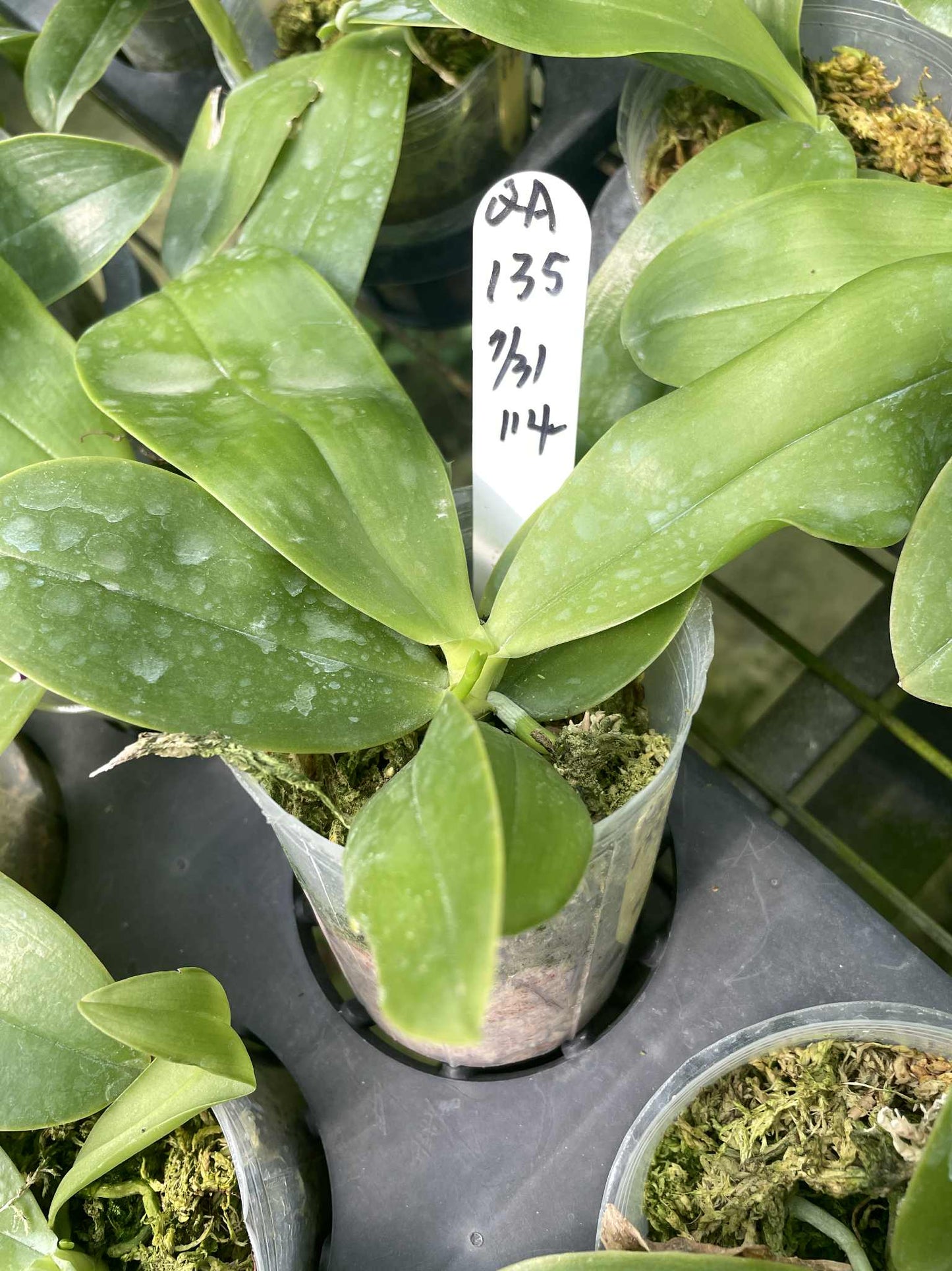 QA135 Phal. Mainshow Blue Tint x Phal. Norman's Blue Jennifer