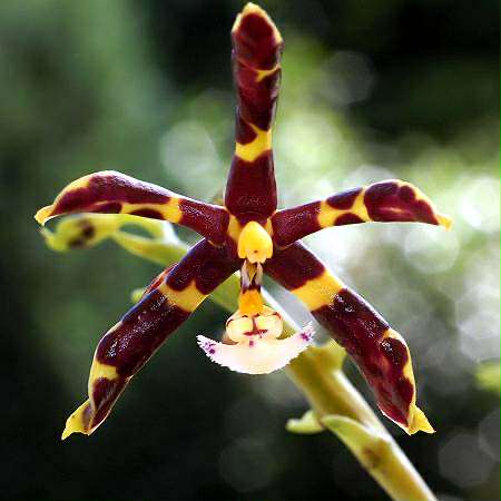 Phal. mannii black x sib