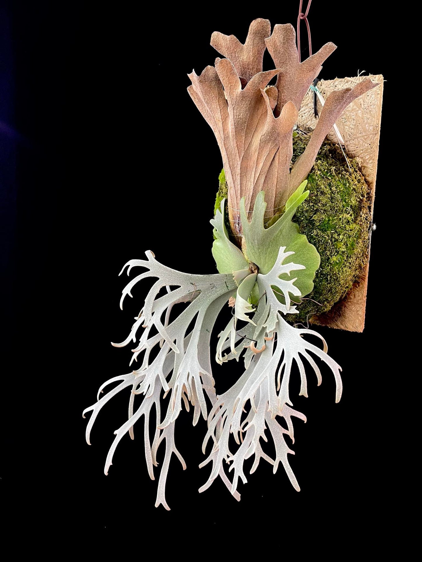 Platycerium Willinckii “Vulpix”