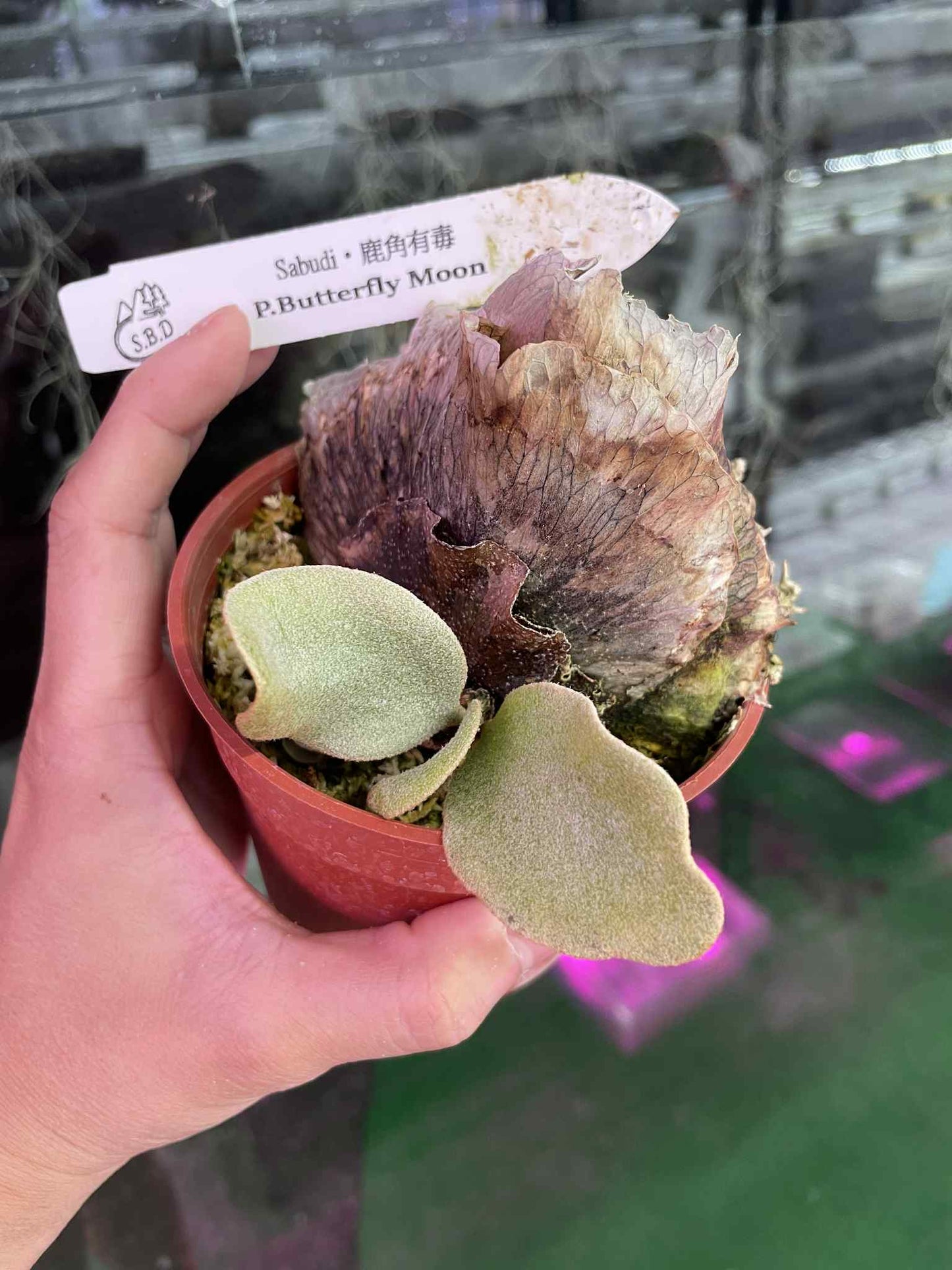 Platycerium Butterfly Moon