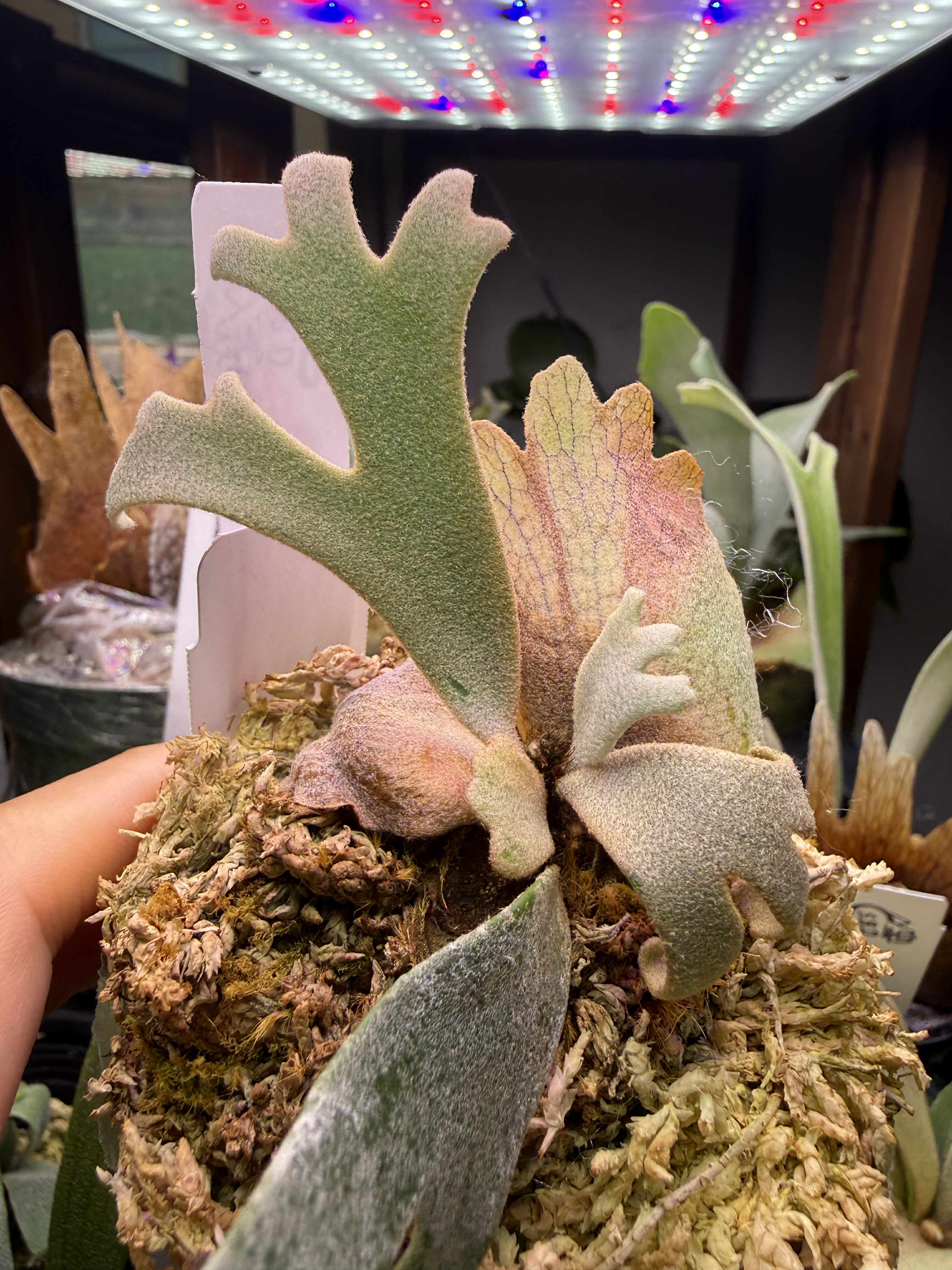 Platycerium Jenny Pup - Collectible Indoor Plant – HCorchids