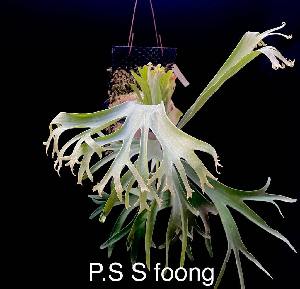 Platycerium Foong Bundle - Rare Collectible Plant – HCorchids