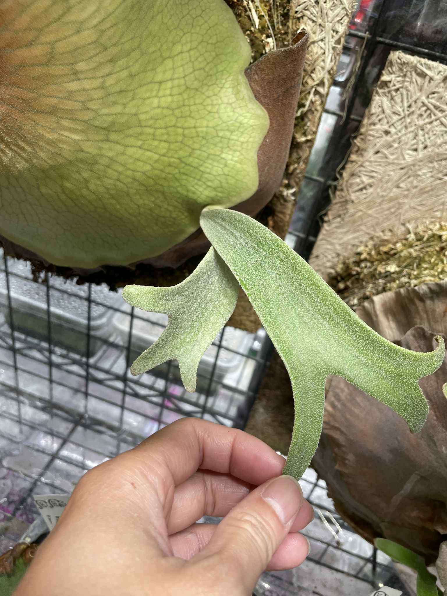 Platycerium White Wing Spores - Rare Willinckii | Indoor Plant