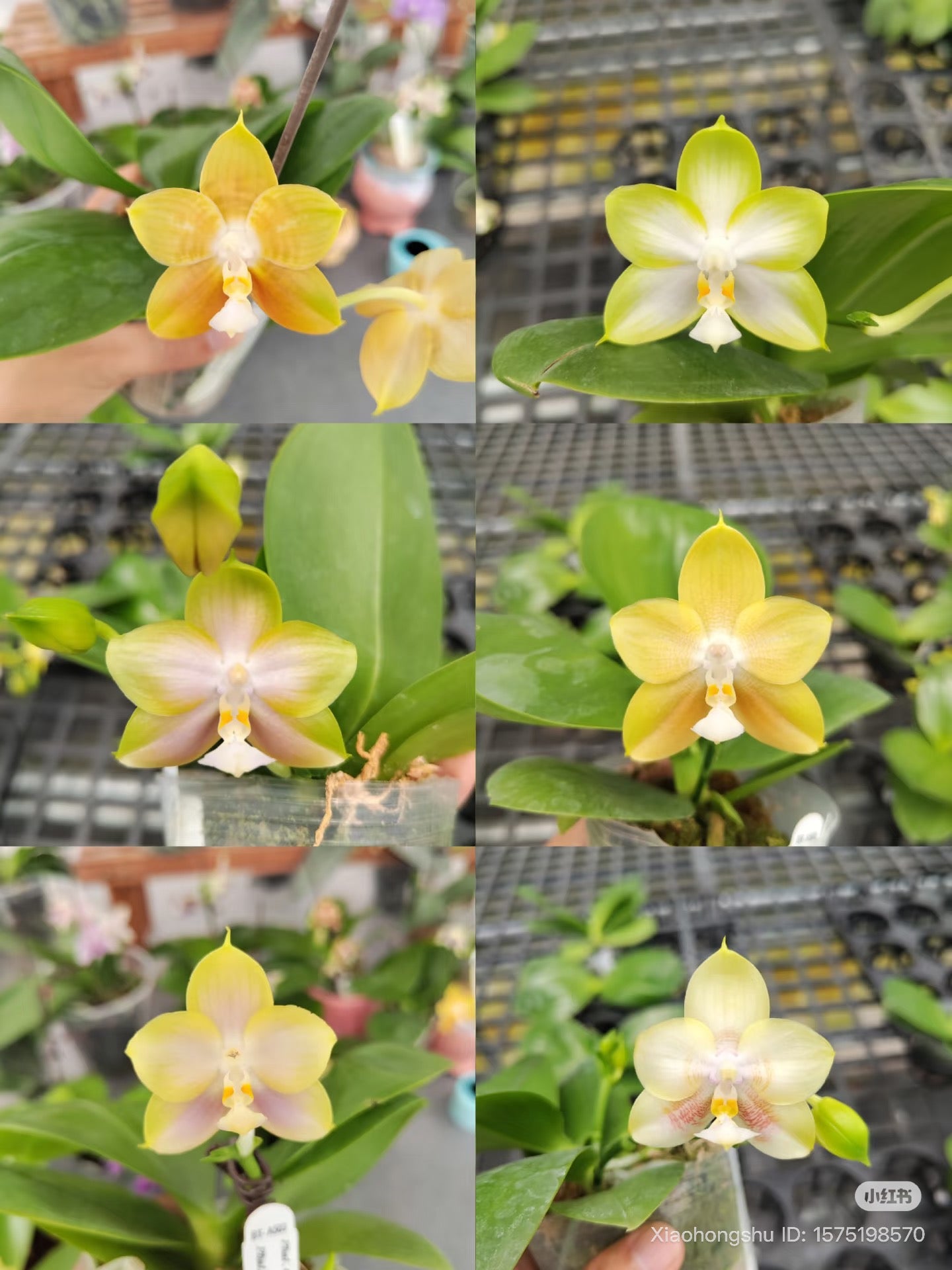 BTA503 - Phal. Chang Maw Jade x Phal. Mituo Princess ‘B-10’