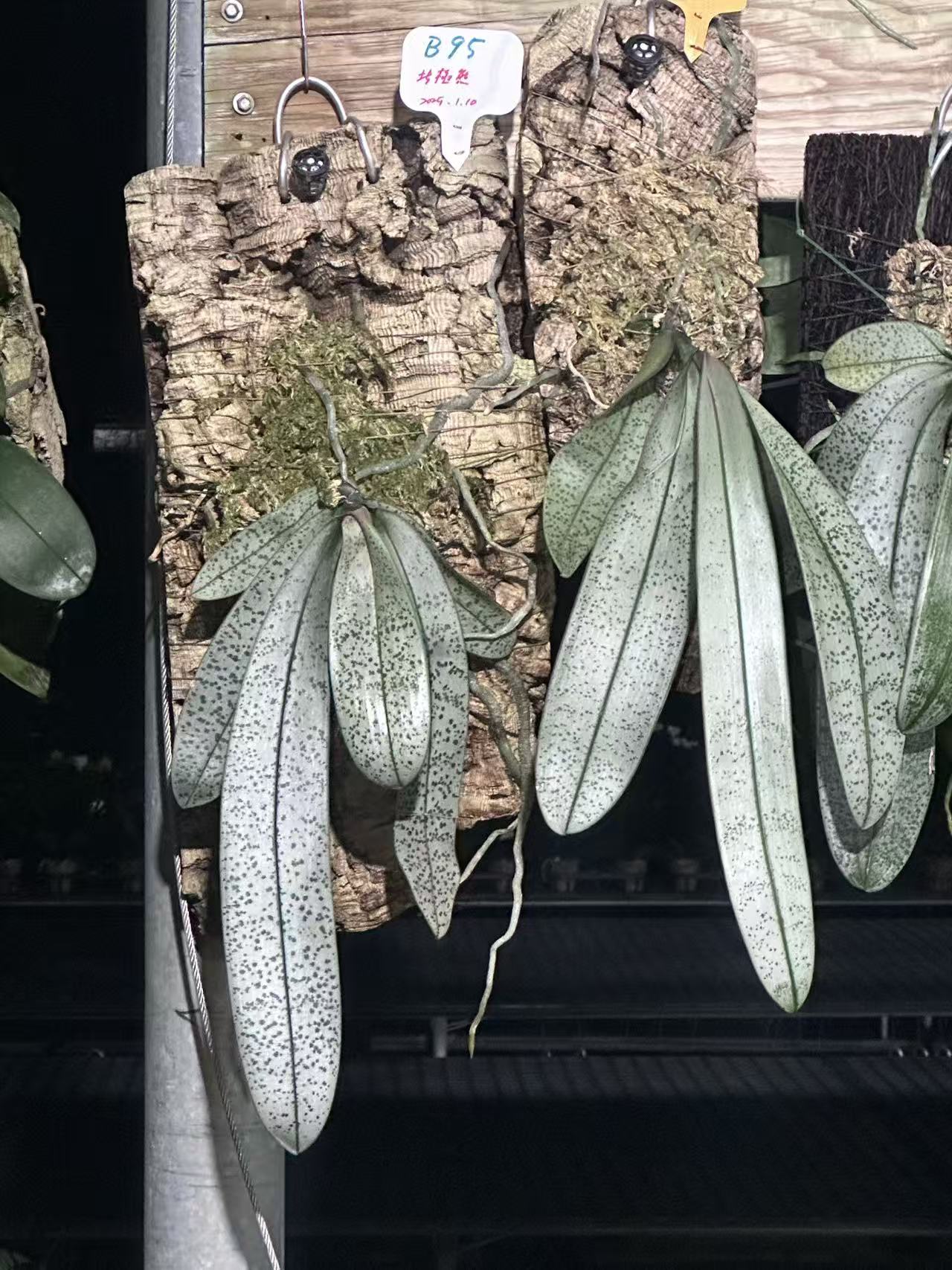 Phalaenopsis Orchid schilleriana 'Polar Bear' | Big Tree Orchids