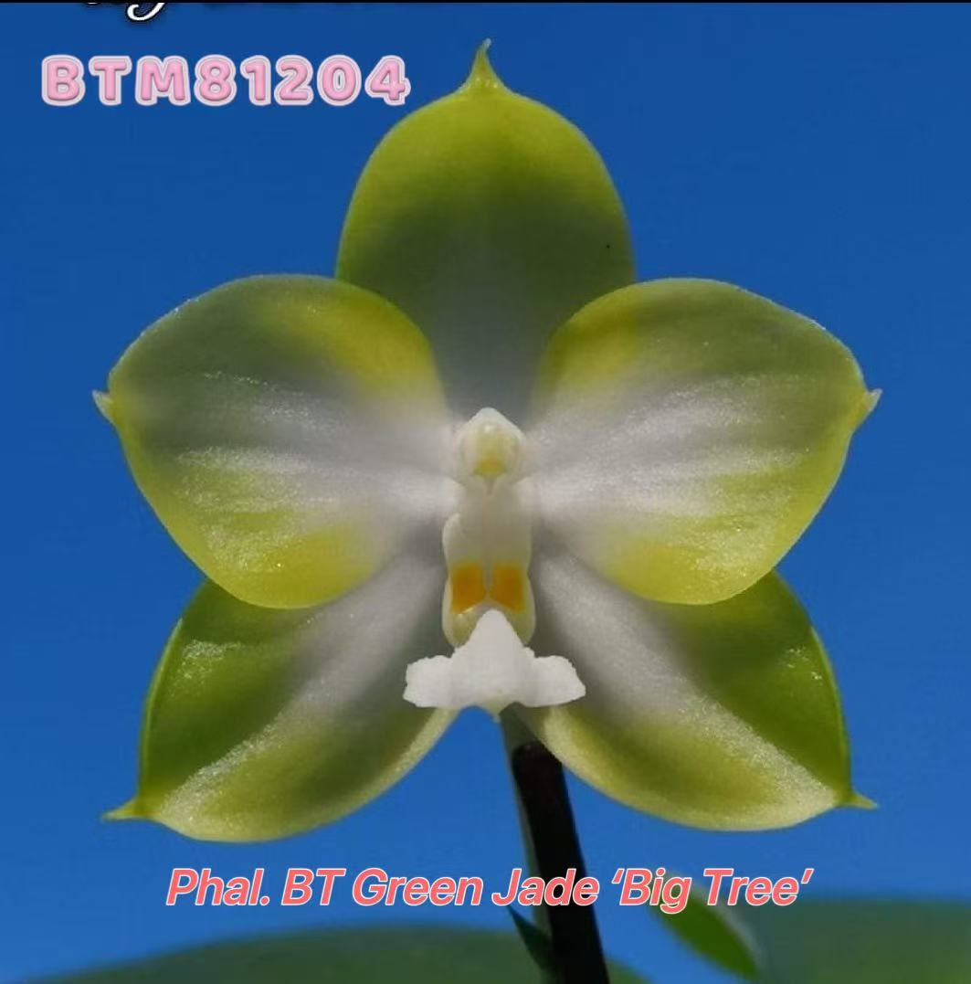 BTM81204 - Phal. BT Green Jade ‘Big Tree’