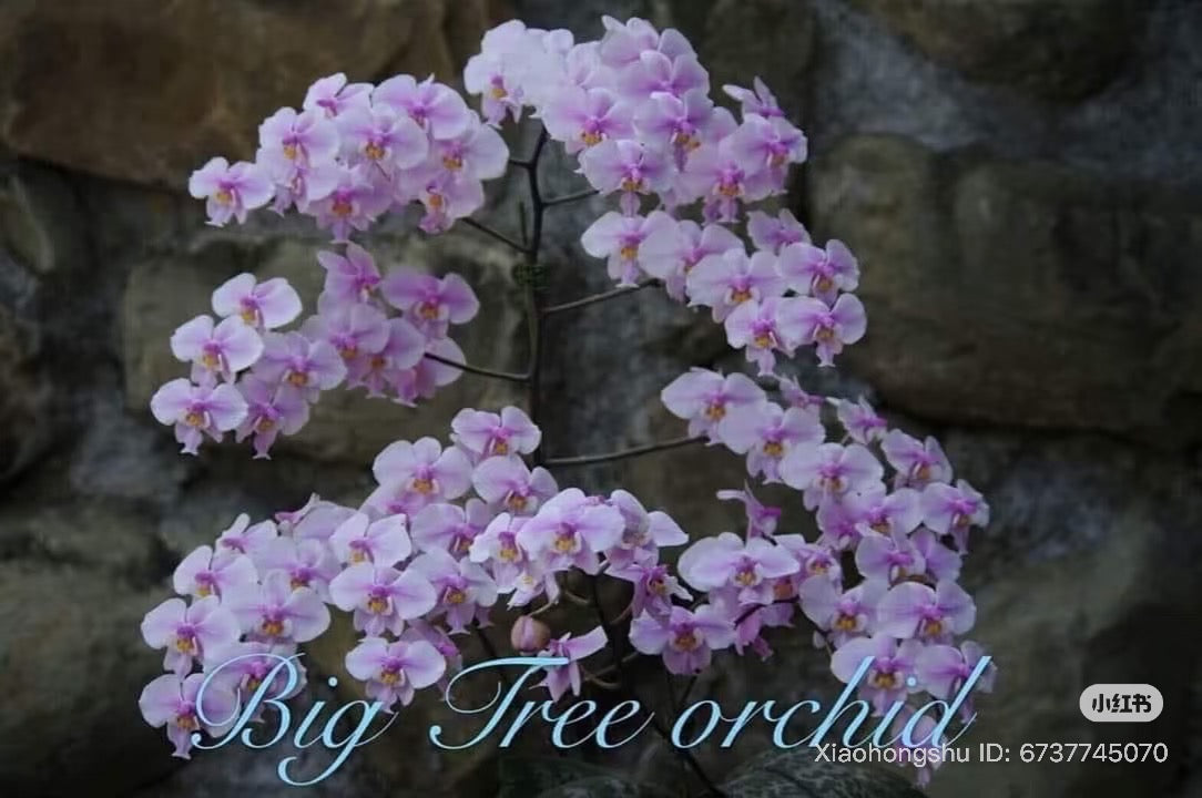 BTM81203 - Phal. schilleriana ‘DS Pride’