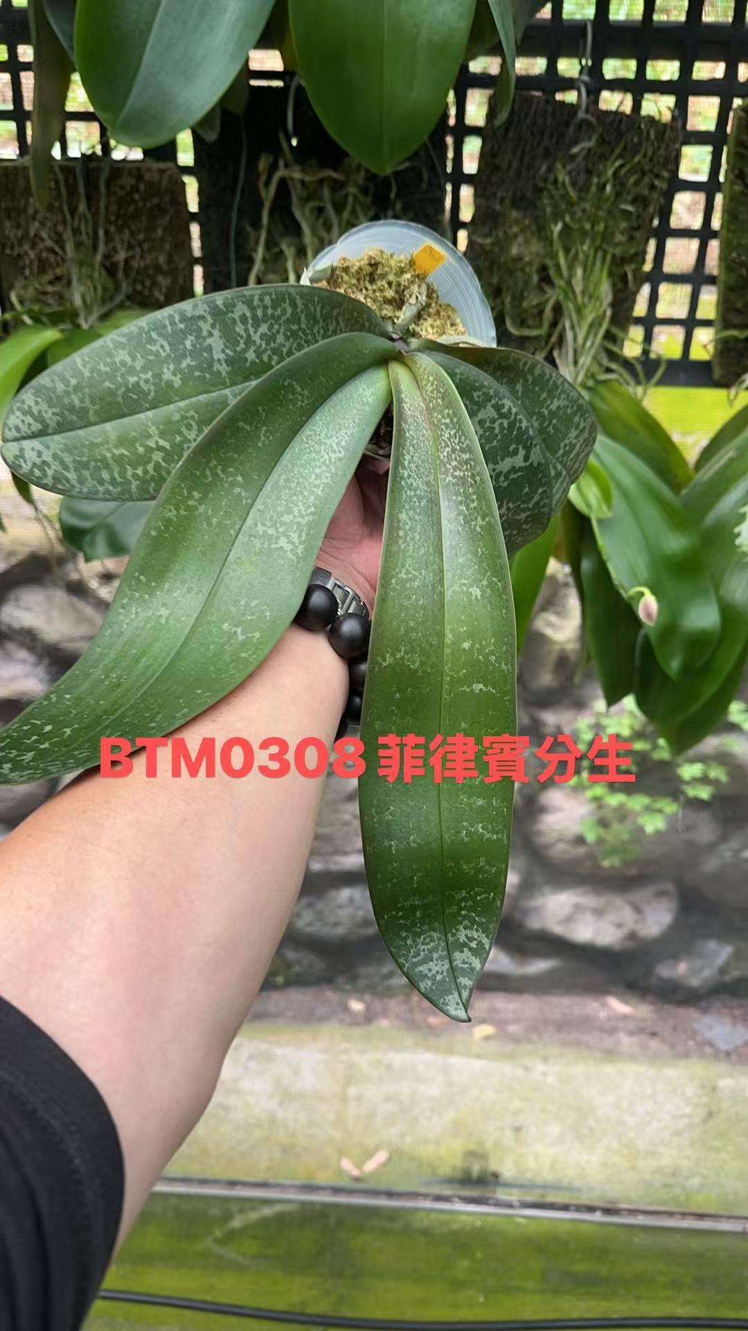 BTM0308 - Phal. philippinensis ‘Big Tree’