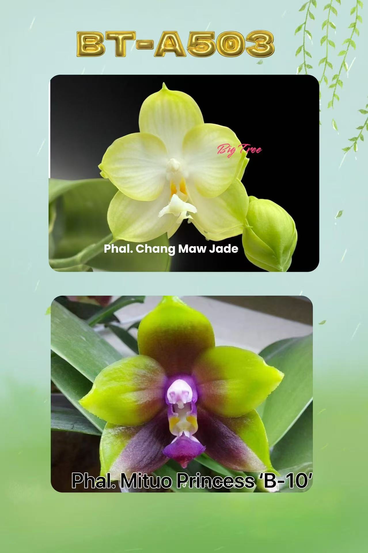BTA503 - Phal. Chang Maw Jade x Phal. Mituo Princess ‘B-10’