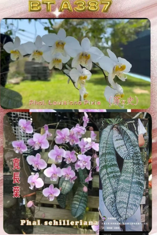 BTA387 - Phal. Liouisiana Pixie x Phal. schilleriana ‘Giant Dragon’