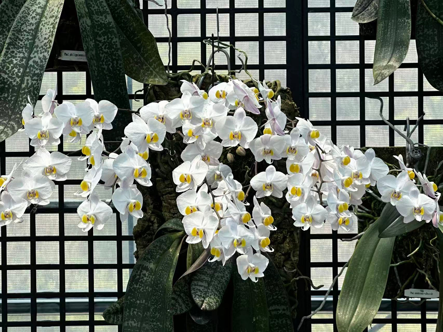 BTM0308 - Phal. philippinensis ‘Big Tree’