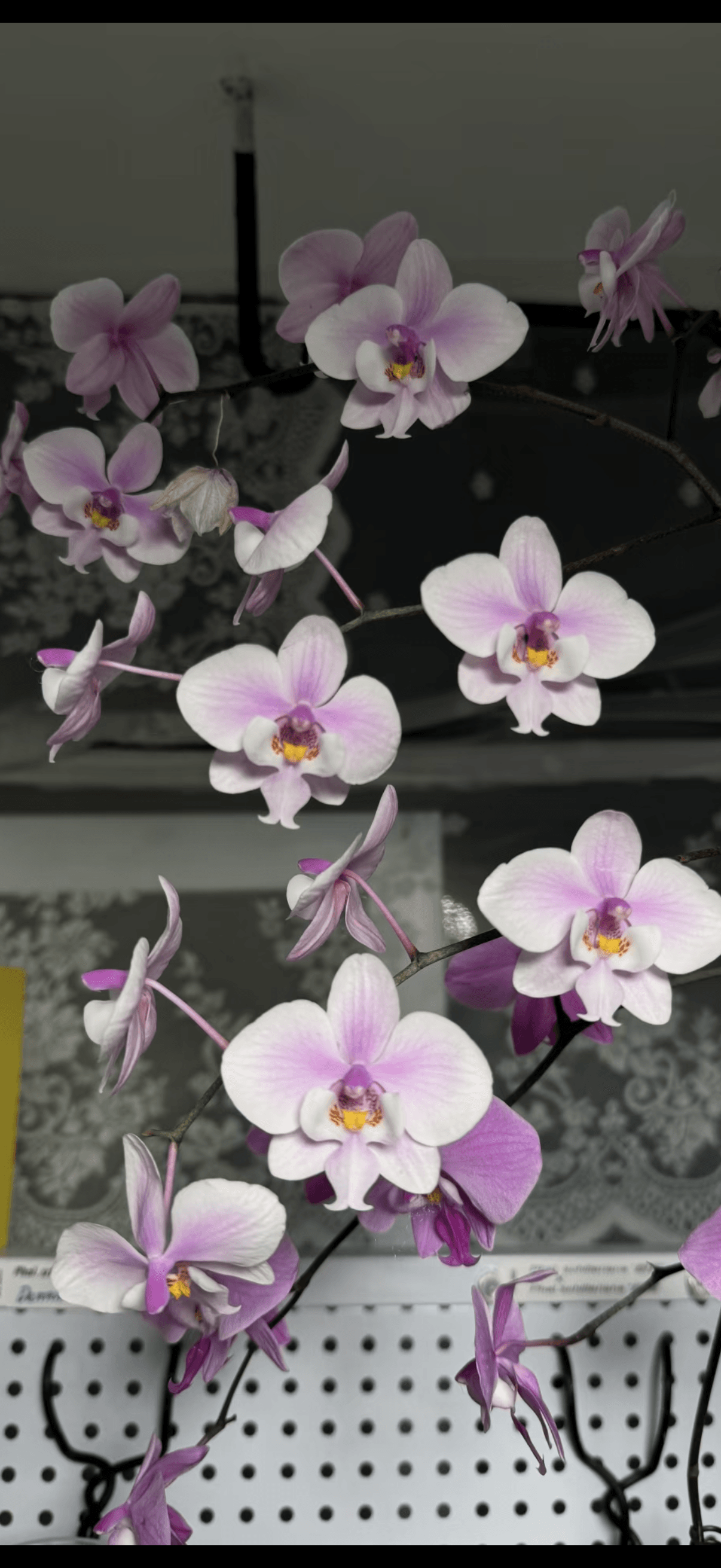 Phalaenopsis Orchid schilleriana 'Polar Bear' | Big Tree Orchids