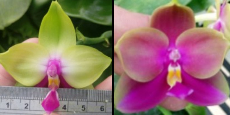 Phal. Yang Yang Pink Mary Orchid - BKH2307 bloom with vibrant green and magenta petals, shown next to a ruler for size reference.