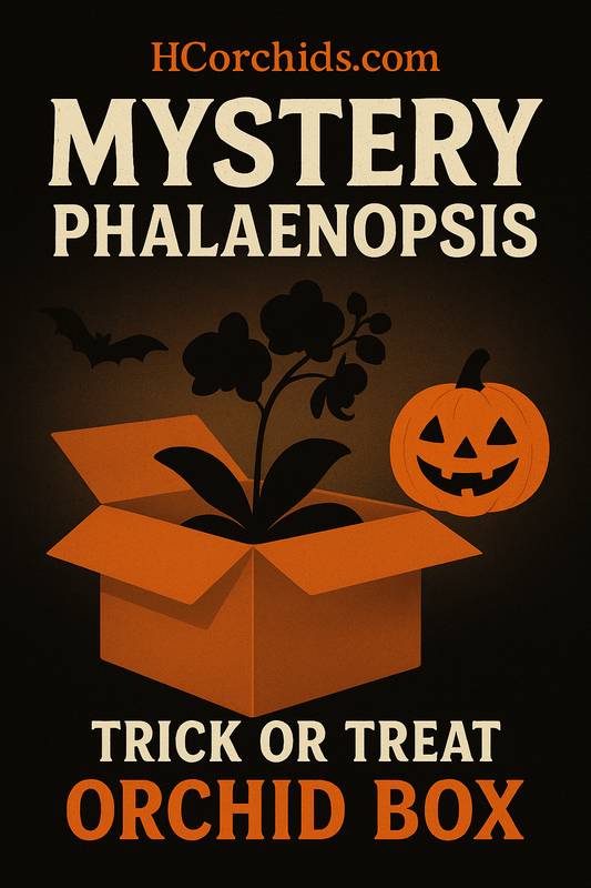 Phalaenopsis Seedling Box - Halloween Edition features a spooky-themed box with orchid leaves, bat, and jack-o'-lantern, ideal for novelty orchid lovers.