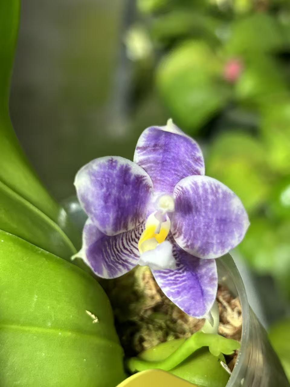 Phalaenopsis (Penang Jewel X (Yaphon Super Jaguar x Samera)) ‘雙梗深藍圓’ x Mituo Golden Tiger ‘White Tiger’