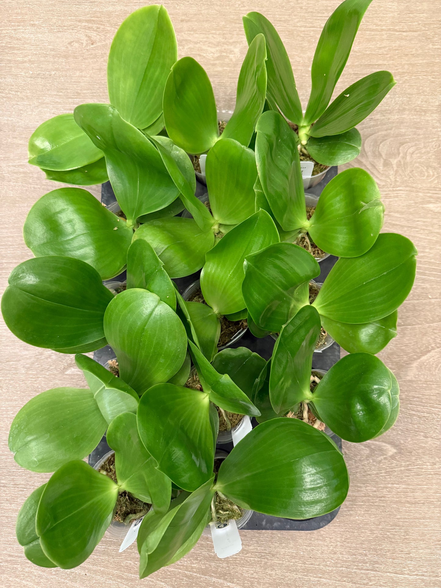 Top view of multiple Phalaenopsis BTA328 seedlings in 2.5 inch pots with lush green leaves, ideal for indoor plant collections.