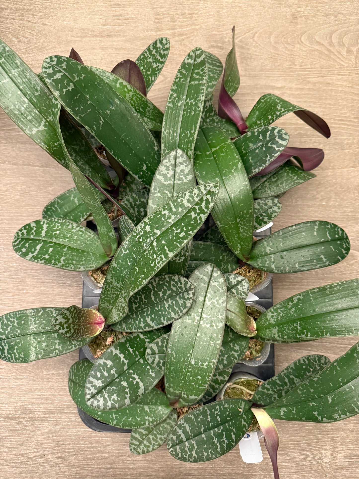 Phalaenopsis (schilleriana ‘风华年代’ x schilleriana ‘策马入林’) BTA357