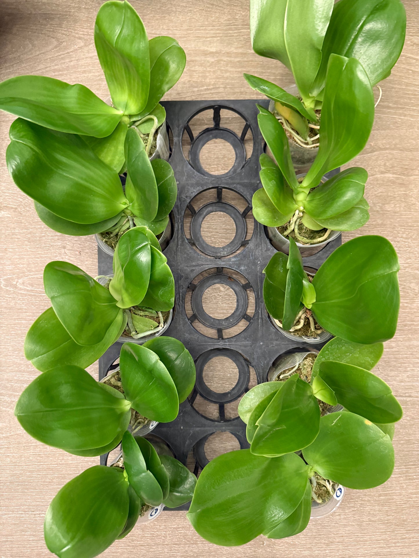 Phalaenopsis BT Royal Park