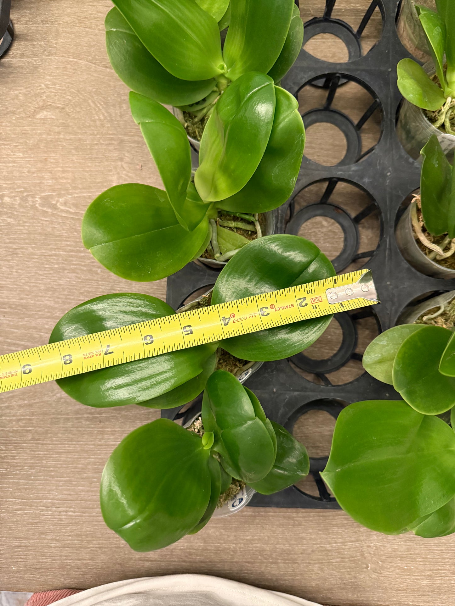 Phalaenopsis BT Royal Park