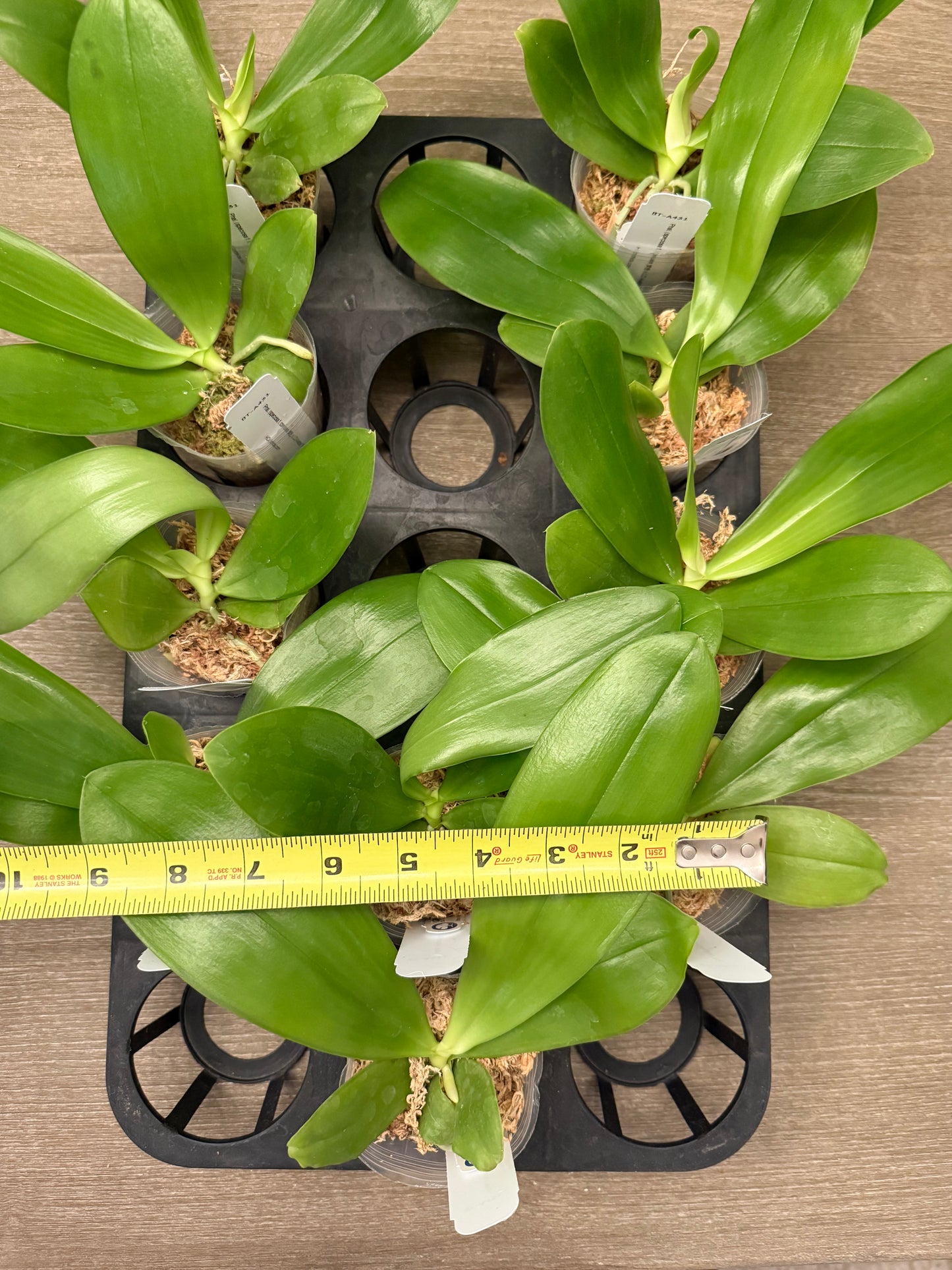 Phalaenopsis (speciosa f. blue x LD Avatar ‘Blue Bird’) BTA431