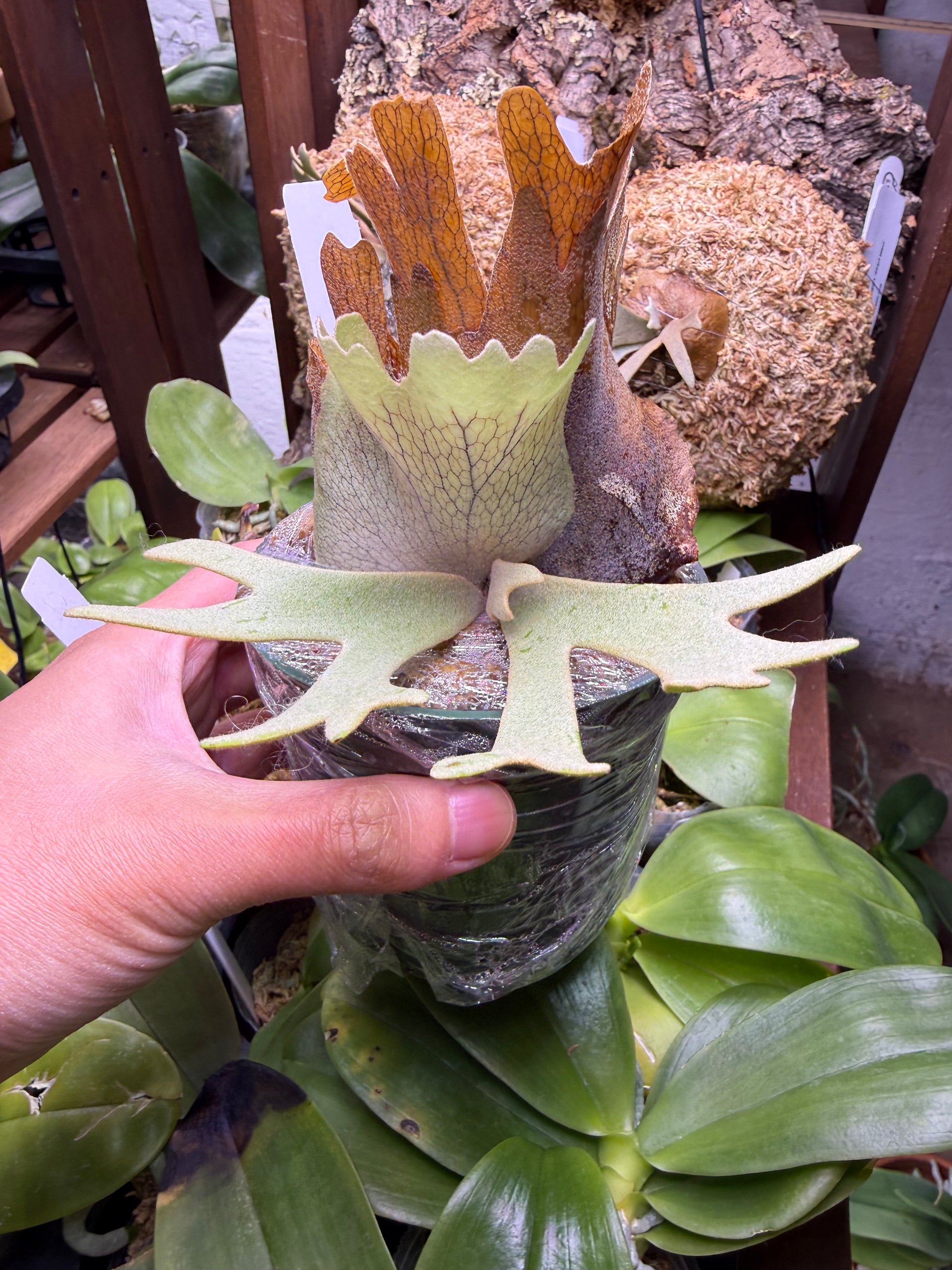 P. Willinckii Spore Dwarf Select - Rare Platycerium – HCorchids P. Willinckii Spore Dwarf Select - Rare Platycerium – HCorchids