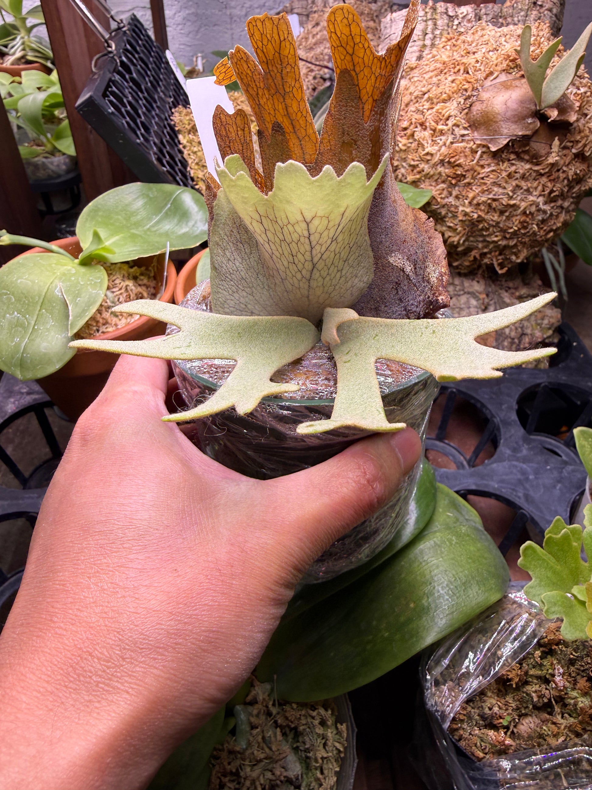 willinckii sp.A spore select ⑤ P. Willinckii Spore Dwarf Select - Rare Platycerium – HCorchids