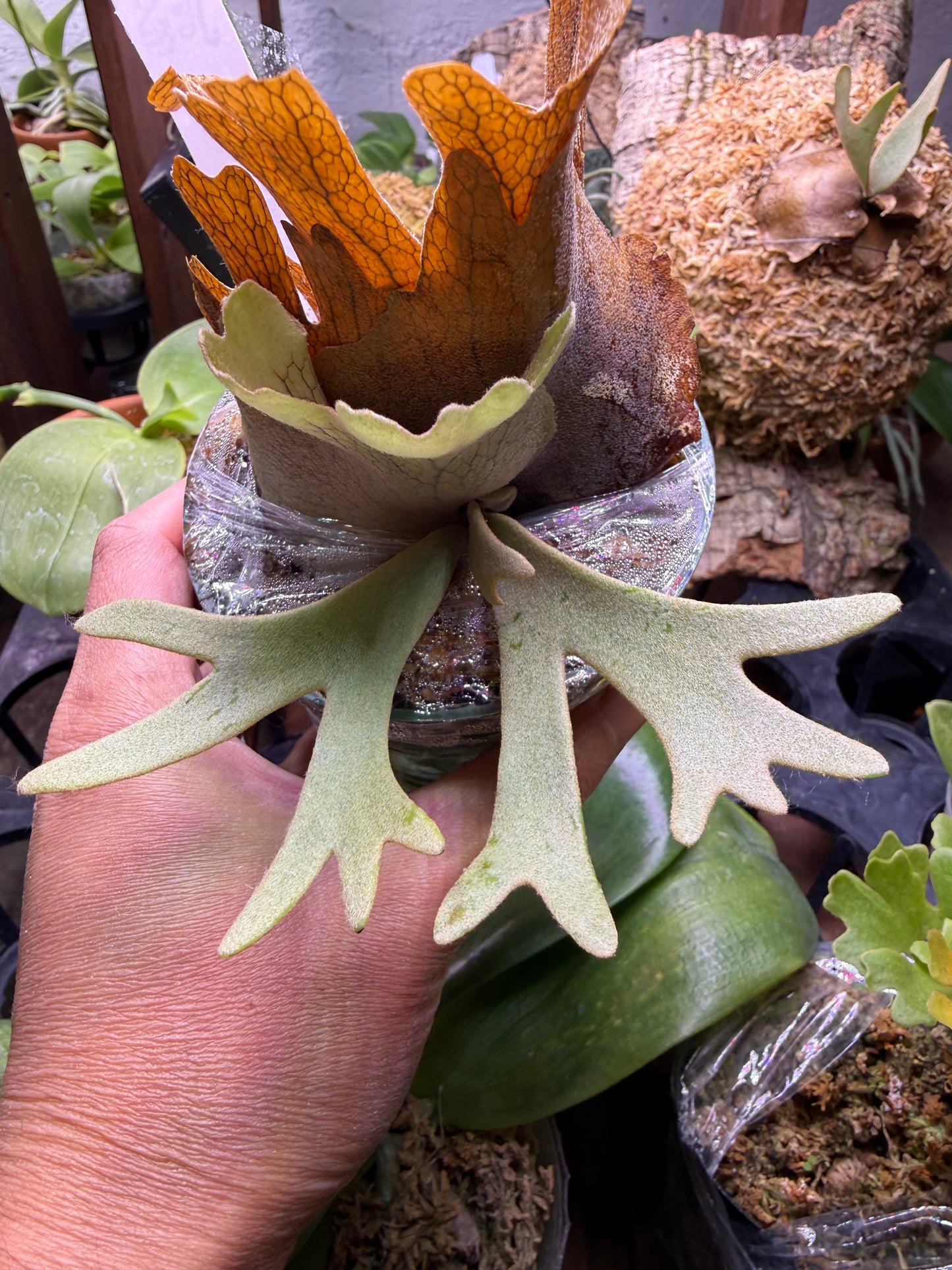 P. Willinckii Spore Dwarf Select - Rare Platycerium – HCorchids