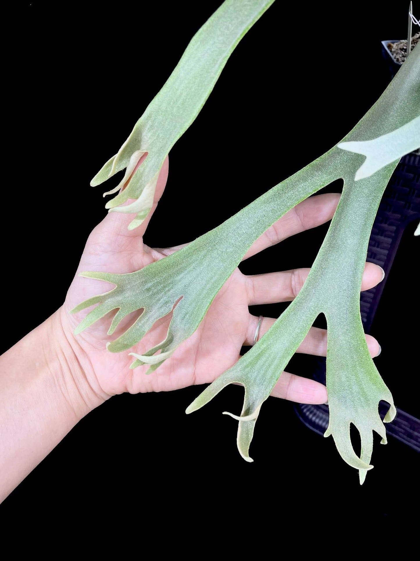 Close-up of Platycerium Willinckii Spore Plant fronds against a hand for scale, highlighting the plant’s unique forked leaf structure.