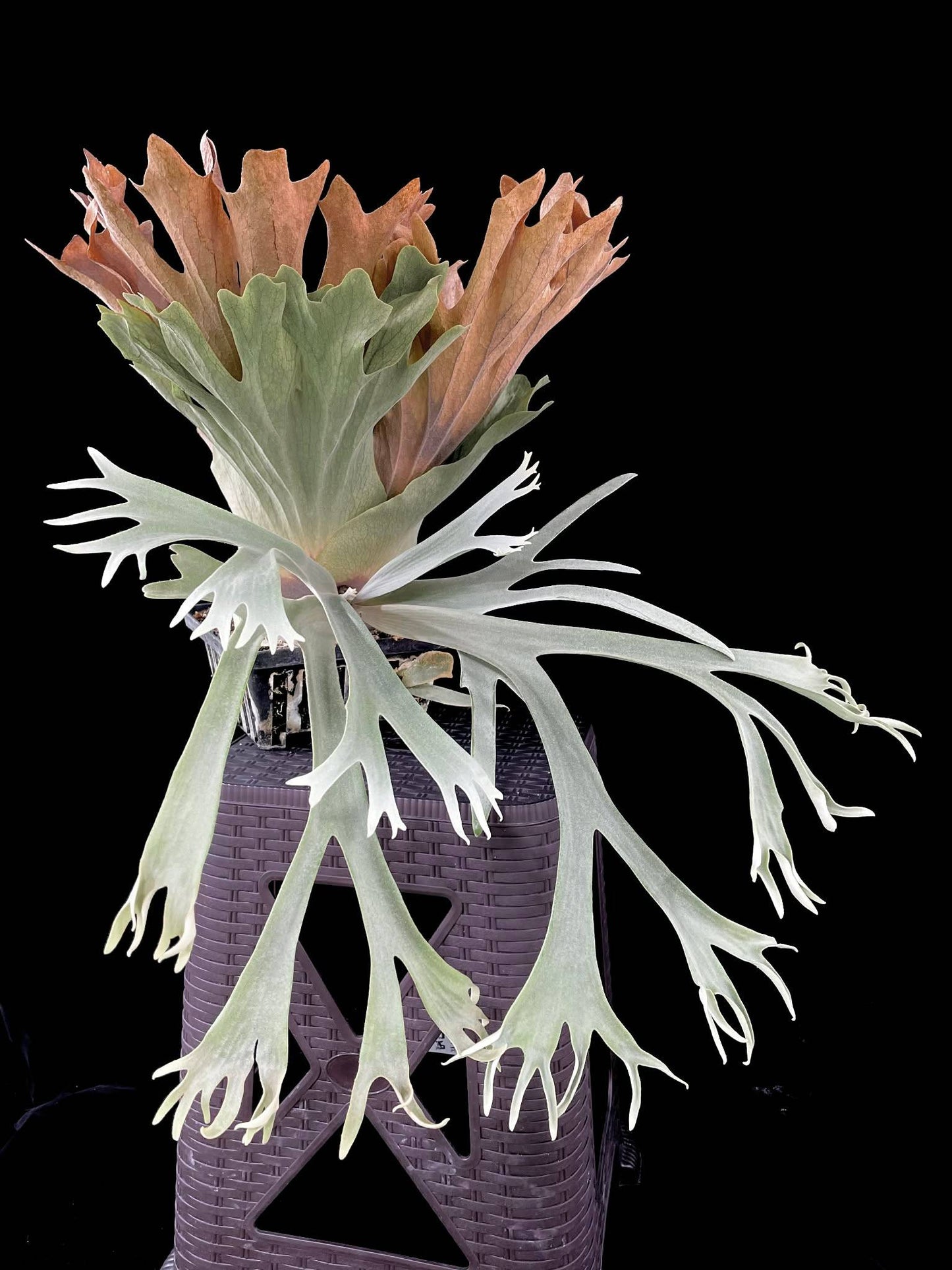 Side view of Platycerium Willinckii Spore Plant showing long, forked fronds and layered shield leaves, ideal for plant collectors.