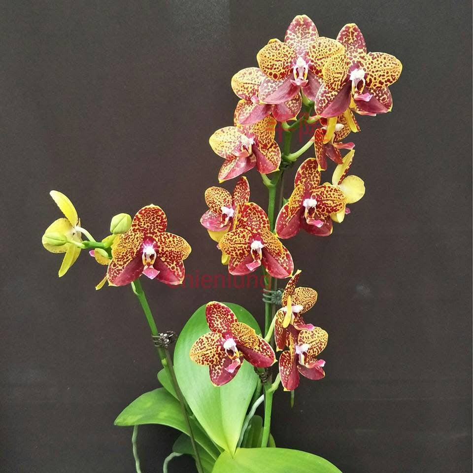 Phalaenopsis Chienlung Black Parrot ‘CL Snake’ AM/AOS YL175 in full bloom with vibrant red and yellow speckled petals, ideal for indoor plant decor.