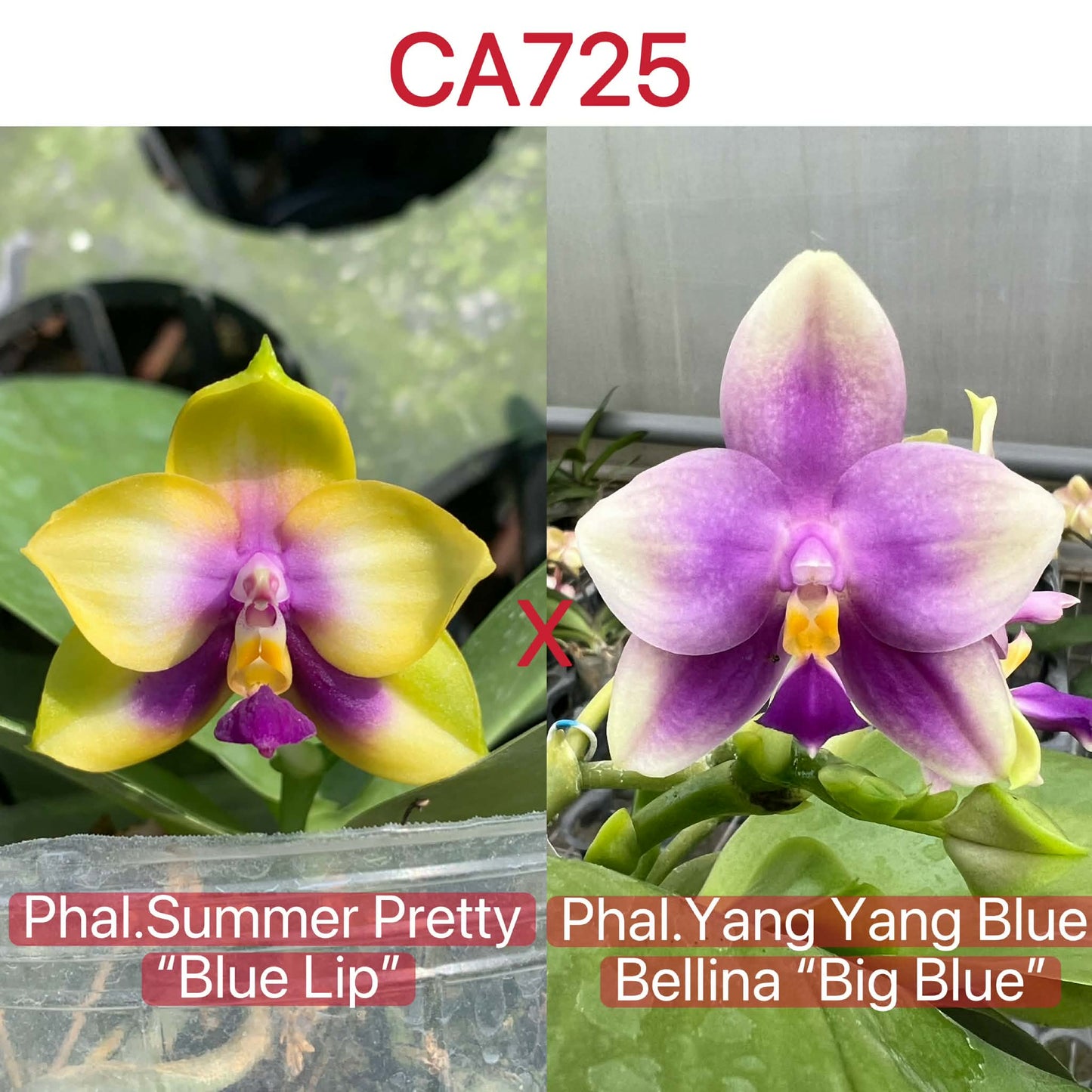Yellow and purple Phalaenopsis orchid with green leaves