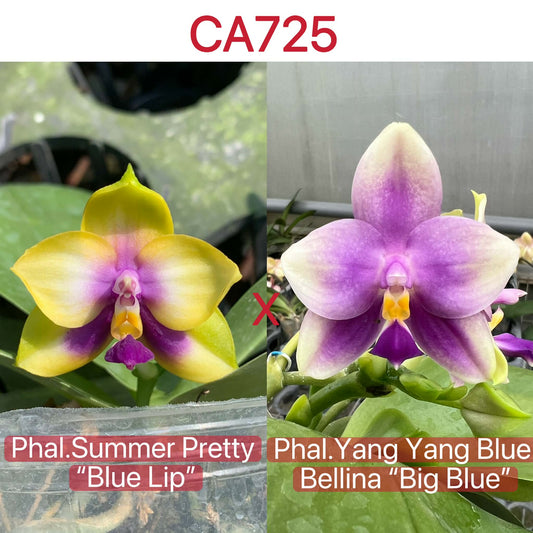 CA725 - Phalaenopsis Summer Orchid Fragrant Seedlings hybrid cross of Summer Pretty 'Blue Lip' and Yang Yang Blue Bellina 'Big Blue' with vibrant blooms.