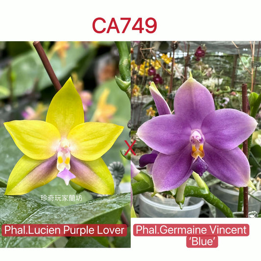 Novelty Phalaenopsis Orchid - Unique Fragrant Seedlings hybrid of Lucien Purple Lover and Germaine Vincent with vibrant yellow and purple blooms.