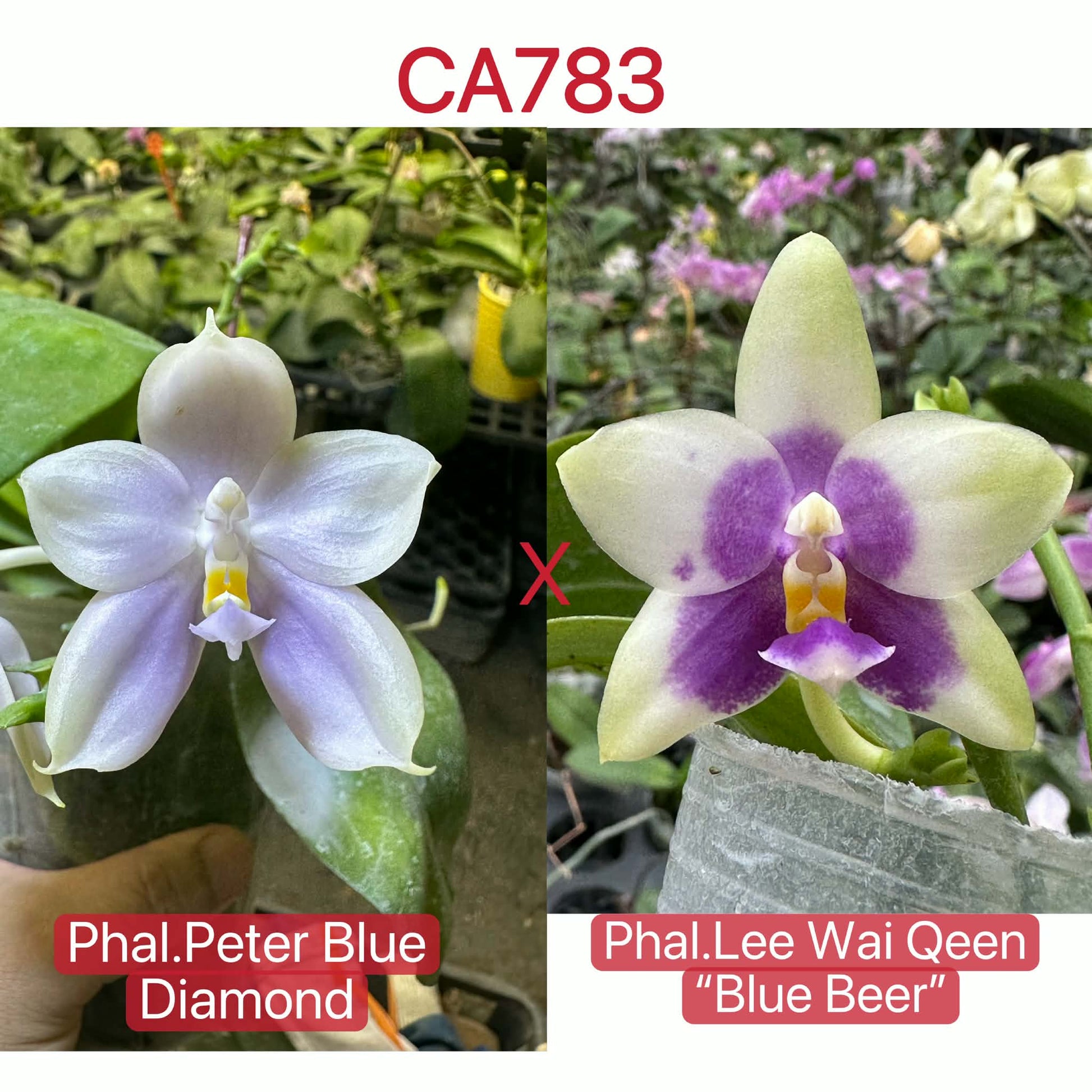 Fragrant Phalaenopsis Orchid Seedling - Lucien Purple Lover x Germaine hybrid with parent flowers Peter Blue Diamond and Lee Wai Queen shown in bloom.