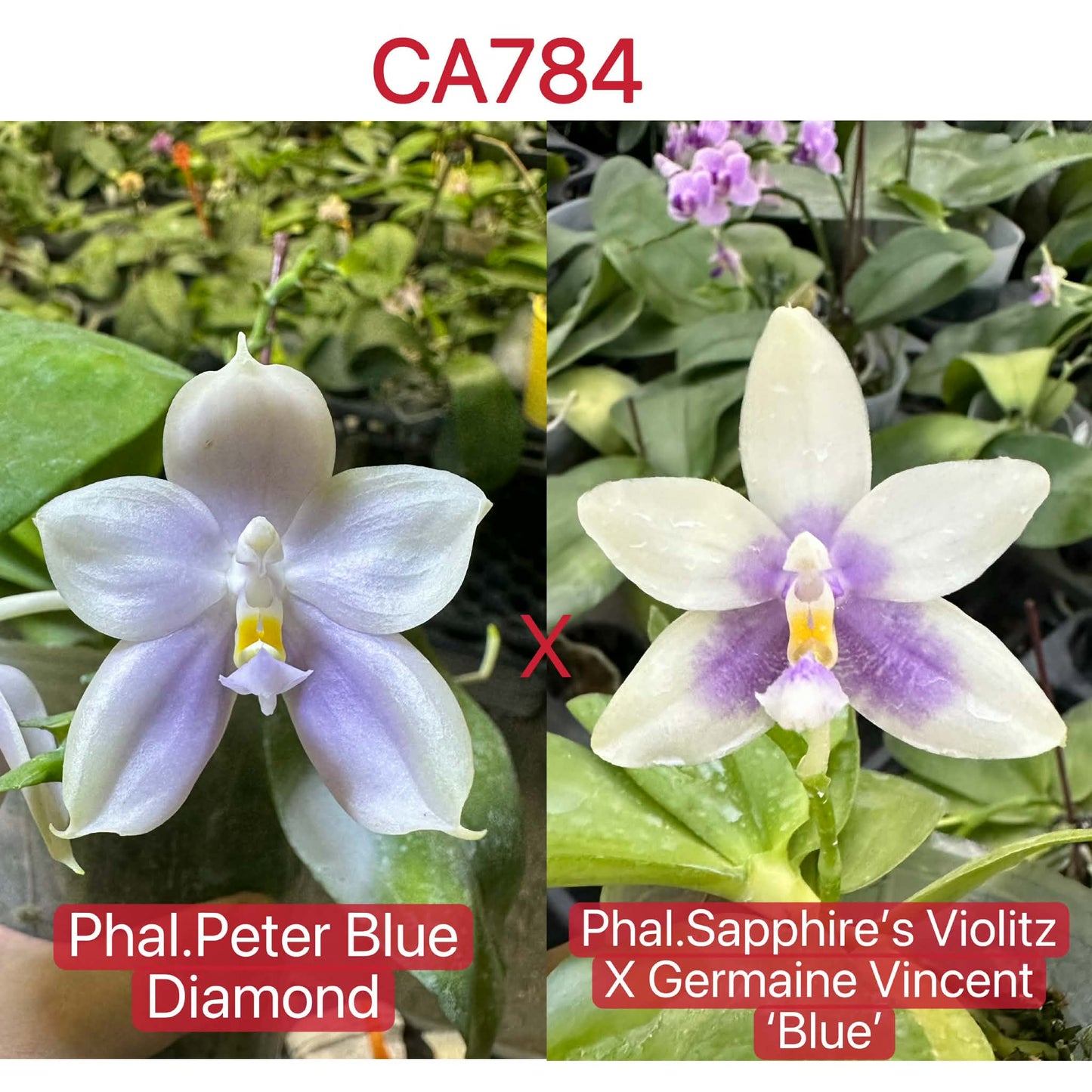 White Phalaenopsis orchid with yellow center blooms