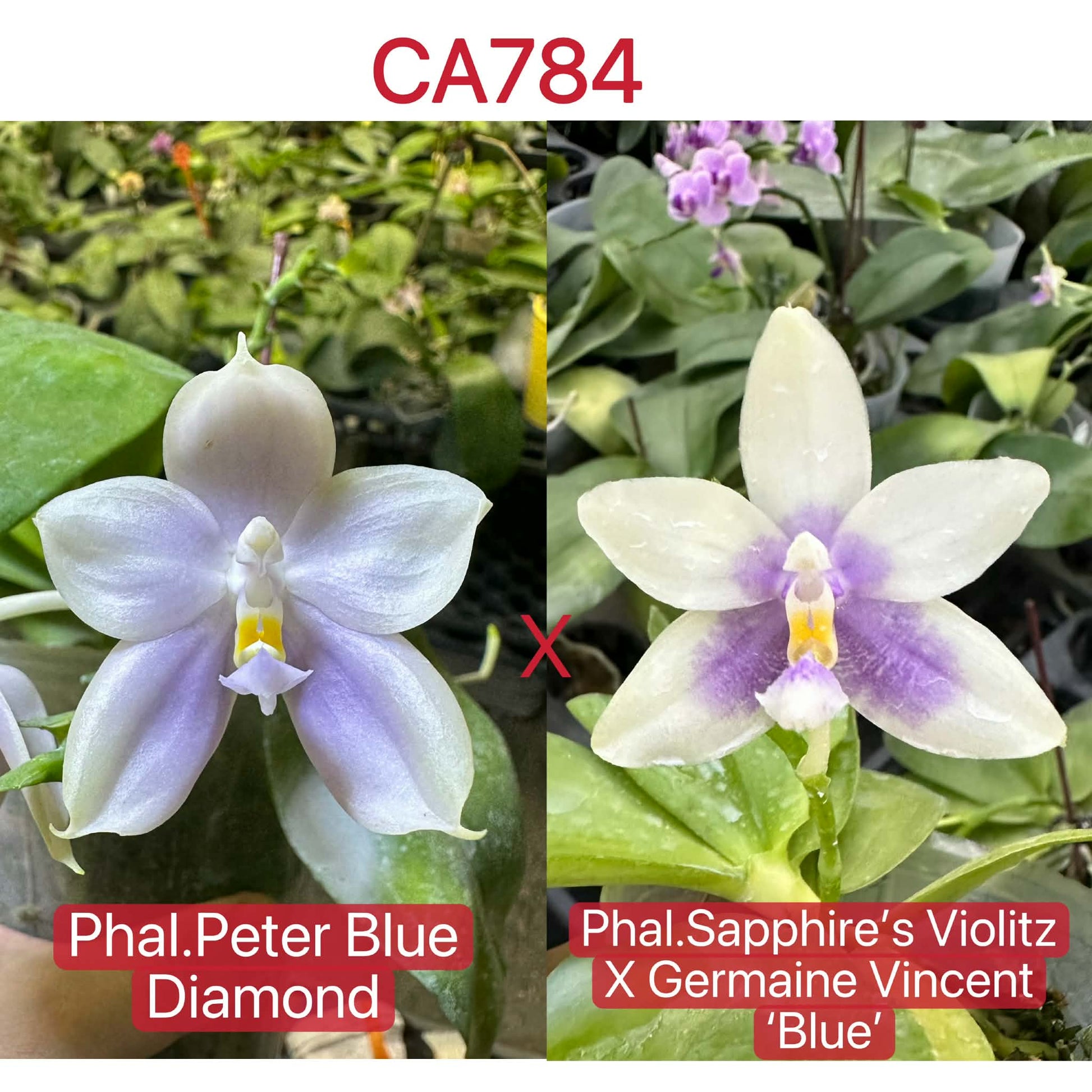 White Phalaenopsis orchid with yellow center blooms