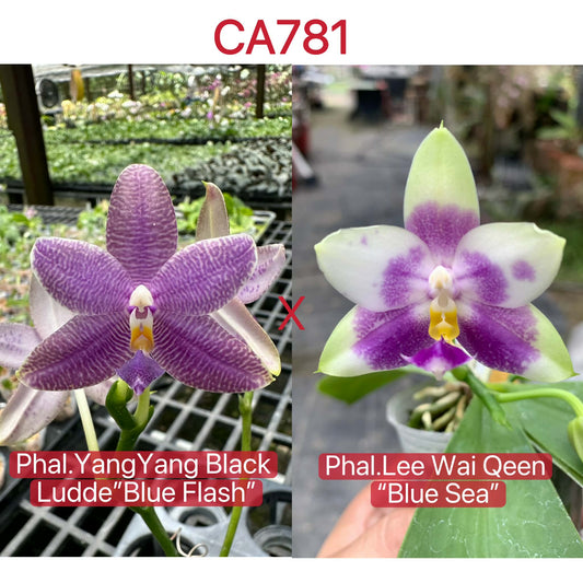 Phalaenopsis Orchid Seedlings - Unique Blooms hybrid of Yang Yang Black Ludde 'Blue Flash' and Lee Wai Queen 'Blue Sea' with vibrant purple and white petals.