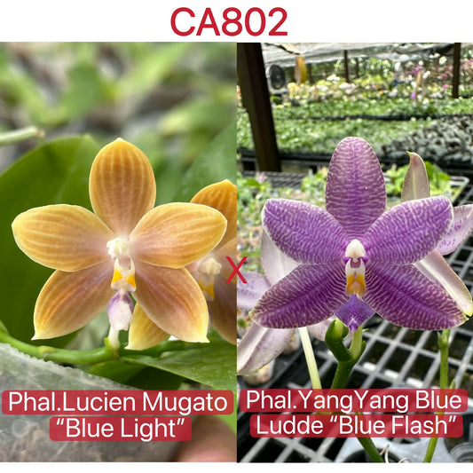 Phalaenopsis Orchid Seedlings - Unique Blooms hybrid of Lucien Mugato 'Blue Light' and Yang Yang Black Ludde 'Blue Flash' with vibrant petals.