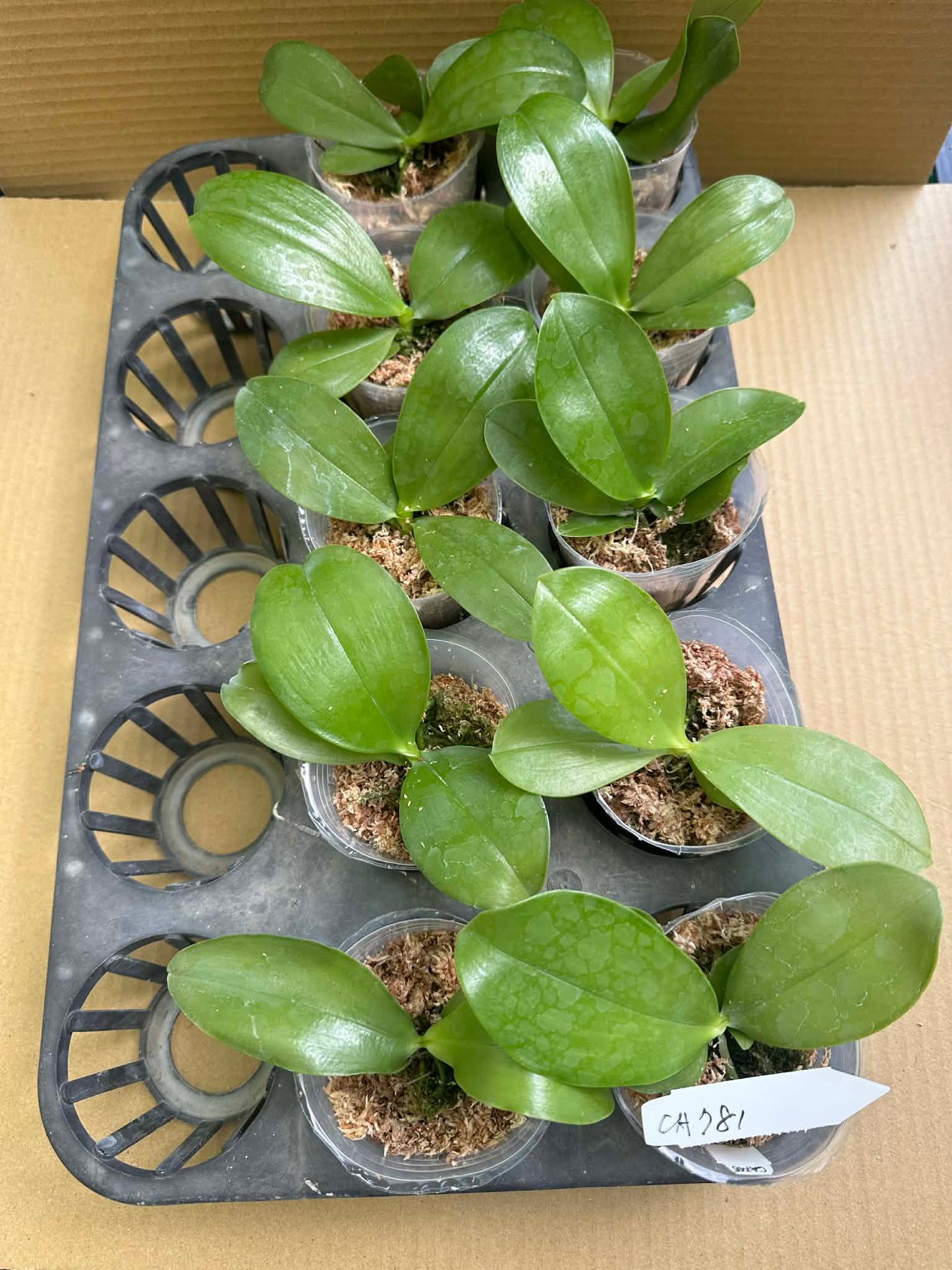 Tray of Phalaenopsis Orchid Seedlings - Unique Blooms labeled CA781, showing healthy green leaves in 2.5-inch pots for home and garden planting.