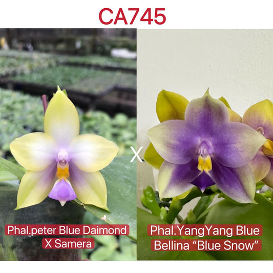 Phalaenopsis Orchid Seedlings - Unique Blooms hybrid cross of Peter Blue Diamond x Samera and Yang Yang Blue Bellina 'Blue Snow' showing parent flowers.