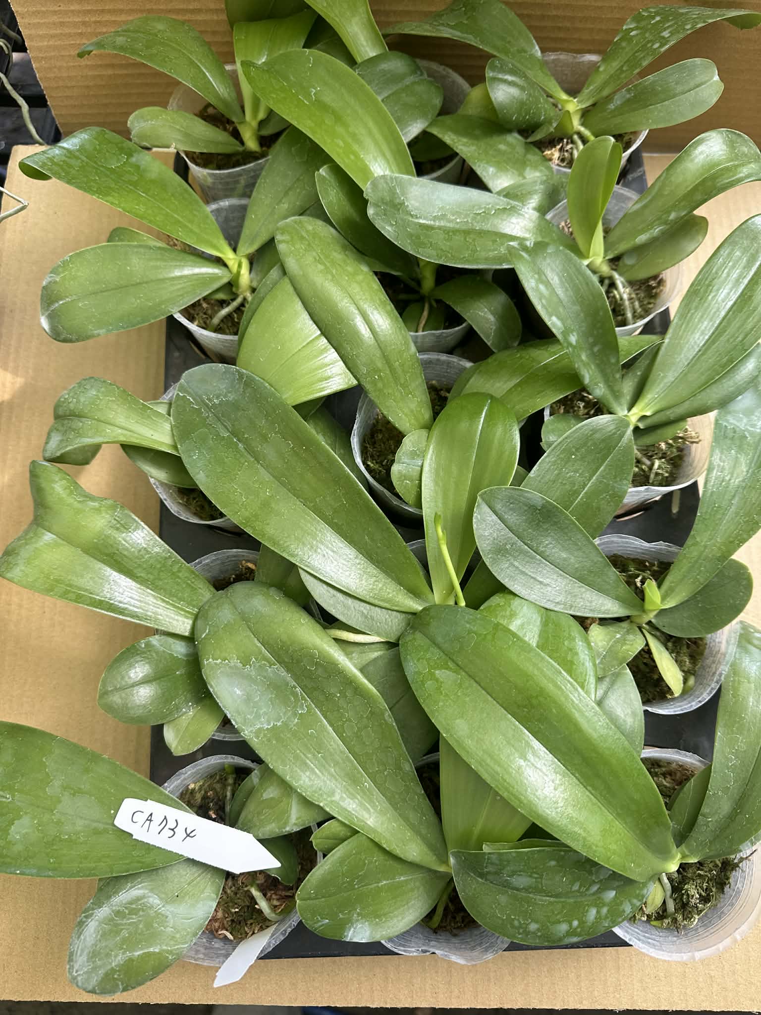 Young Novelty Phalaenopsis Orchid Seedlings - Unique Bluish Bloom Orchid in 2.5-inch pots, ready for planting or gifting.