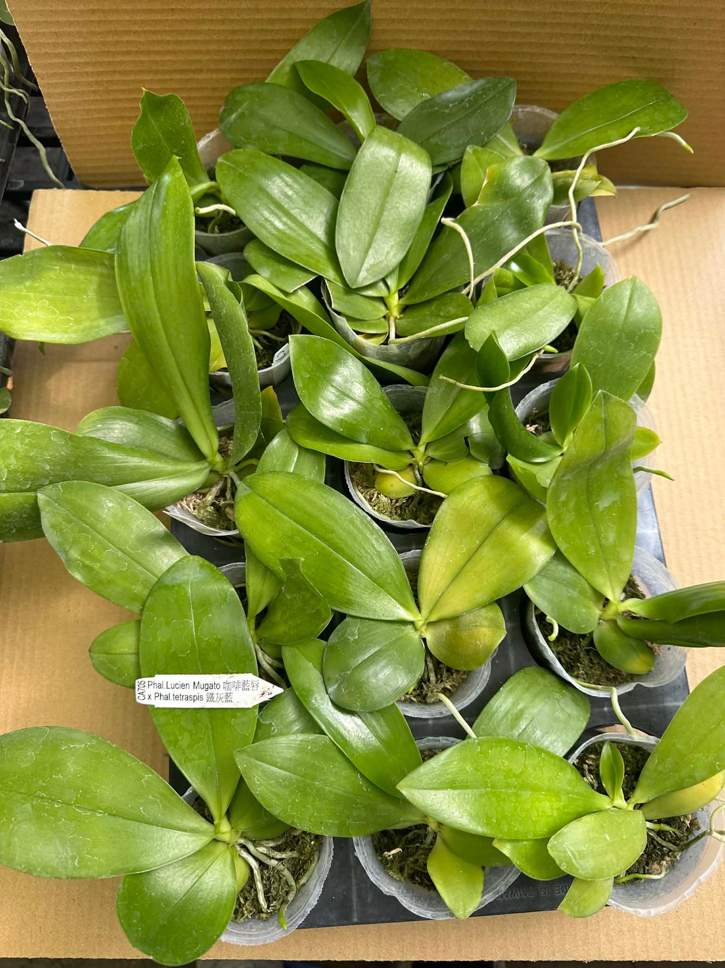 Tray of CA705 Phal Lucien Mugato x Tetraspis orchid seedlings in 2.5-inch pots, bloom-ready and ideal for collectors.